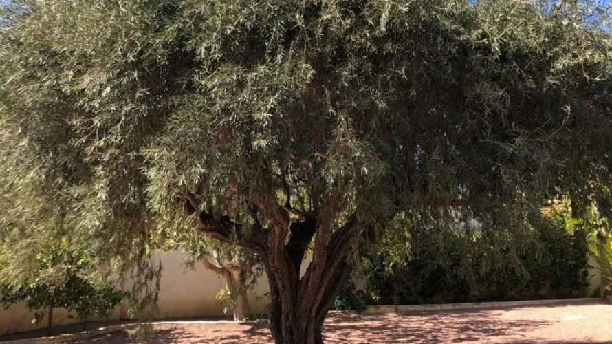 236m² villa for sale, Rojales, Spain No. 1304 № 6