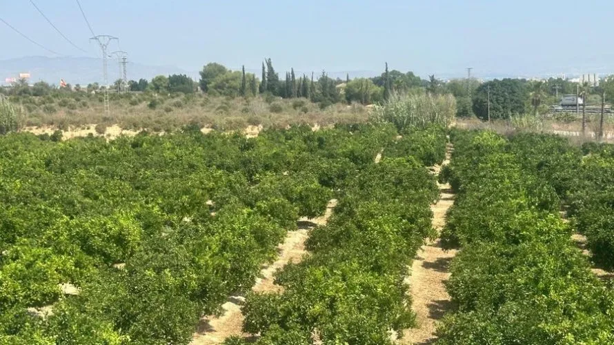 Villa for sale, Algorfa, Spain No. 3088